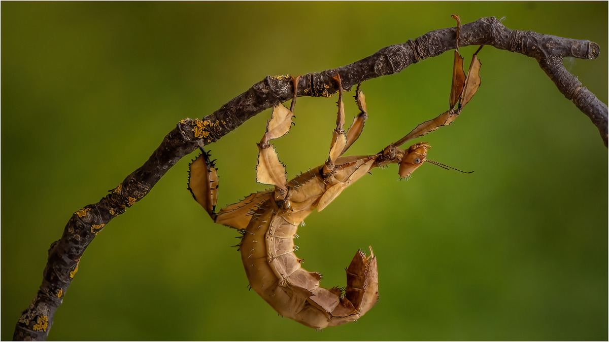 Giant Prickly Stick Insect